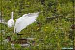 Aigrette garzette